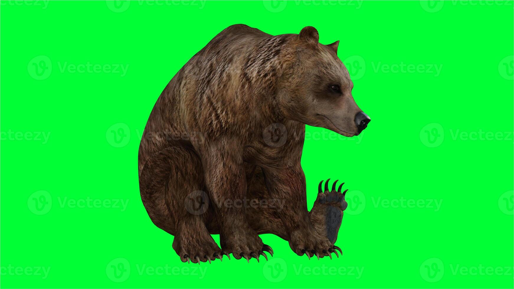 brown bear on green screen photo