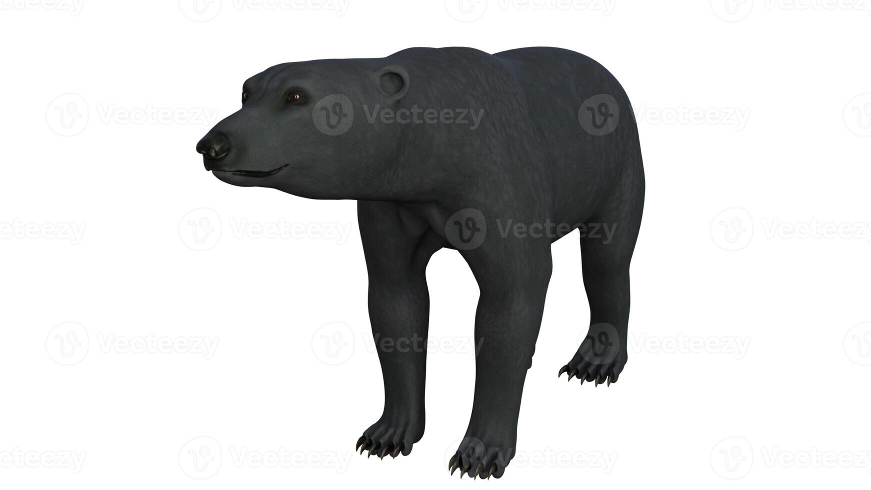 Black bear on white background photo