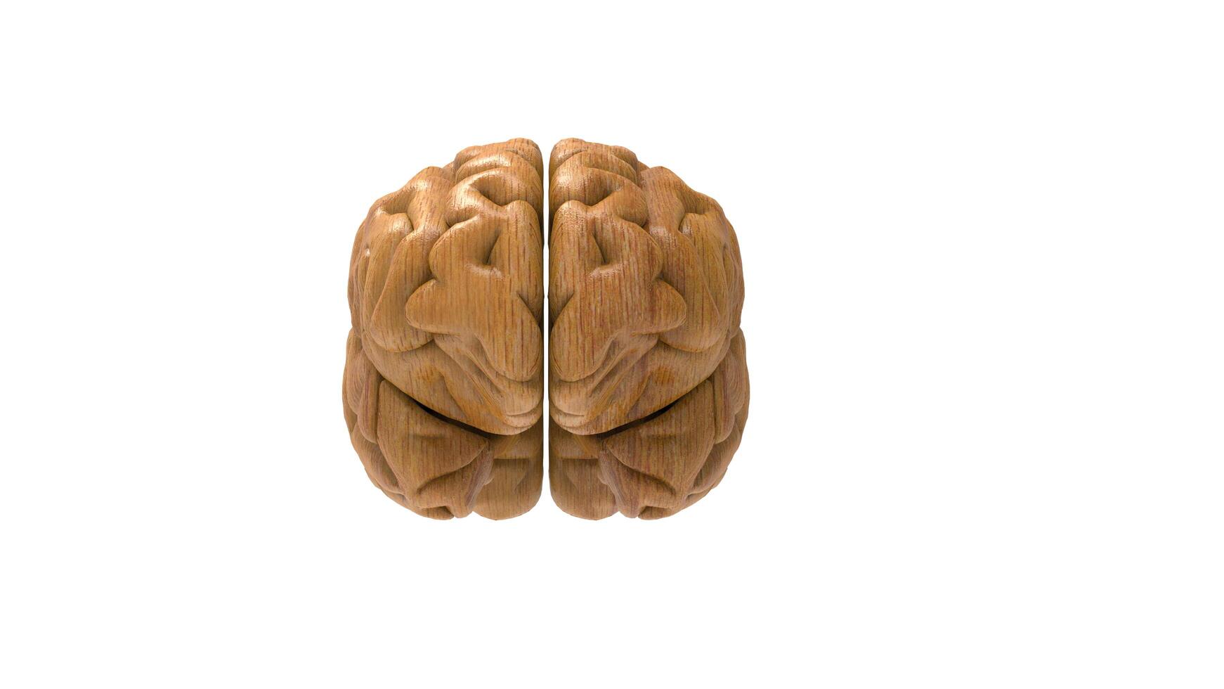 3d Brain object on white background photo