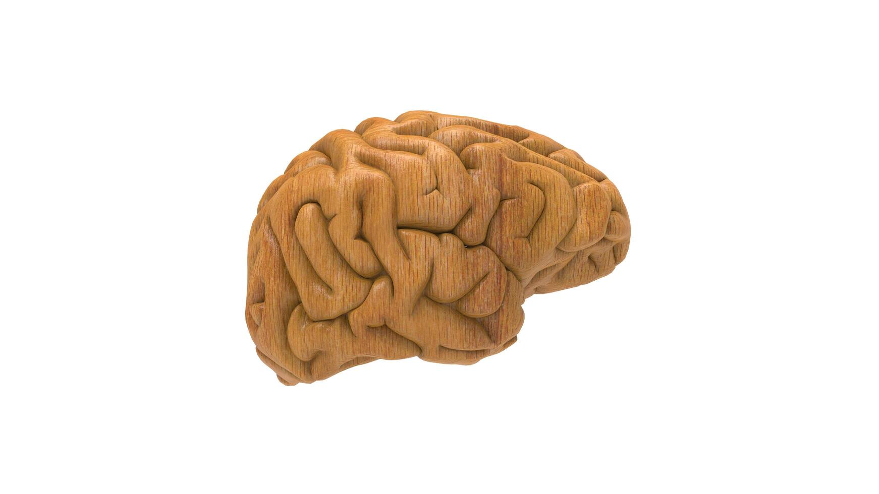 3d Brain object on white background photo