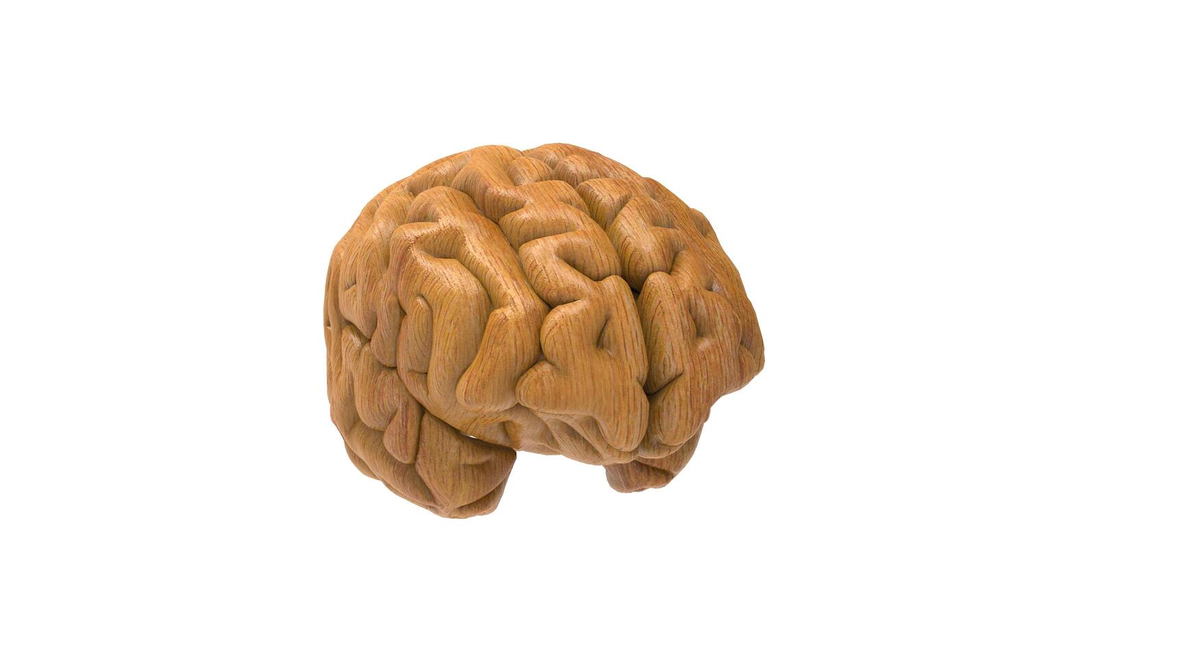 3d Brain object on white background photo