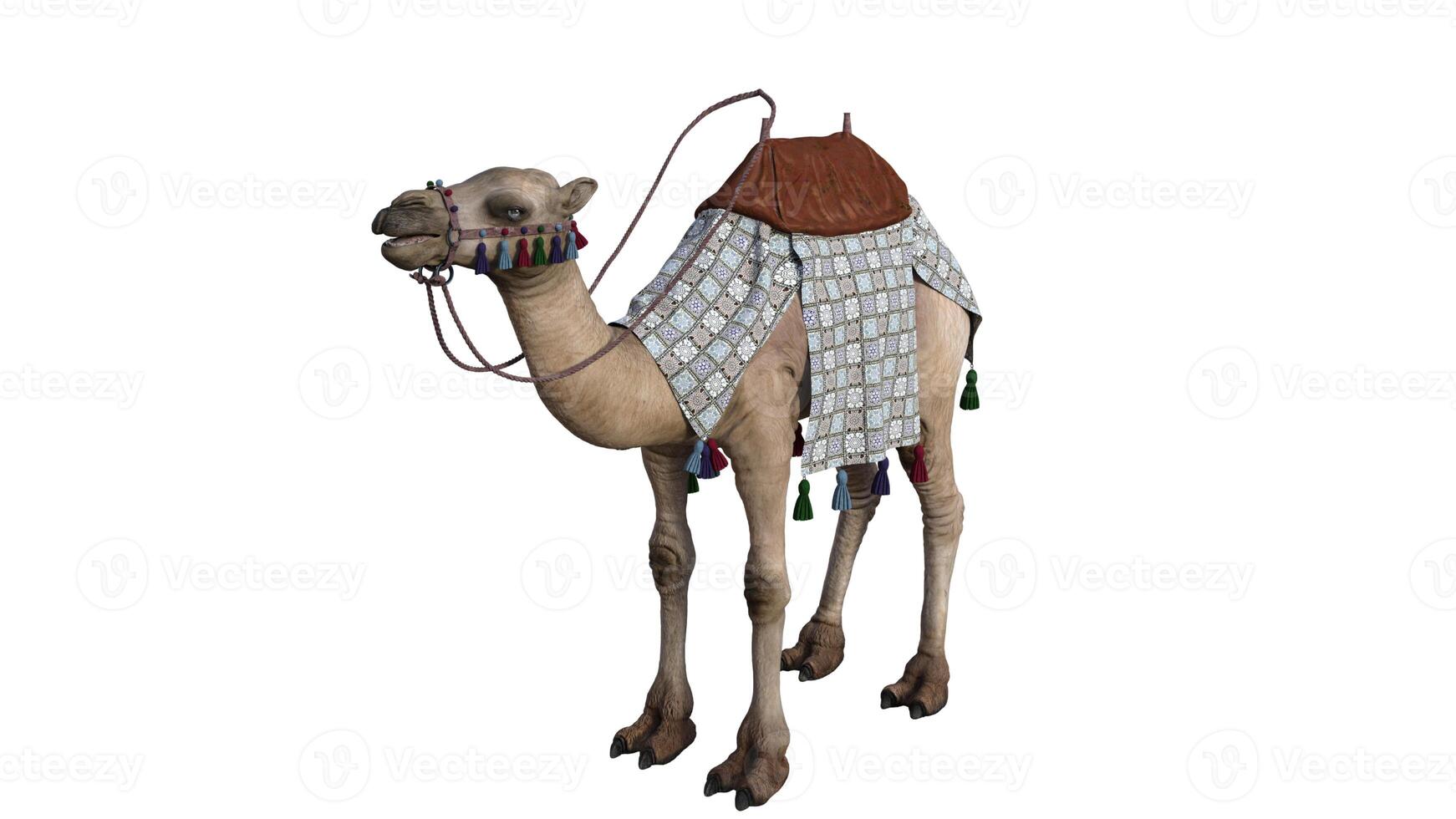Camel on a white background photo