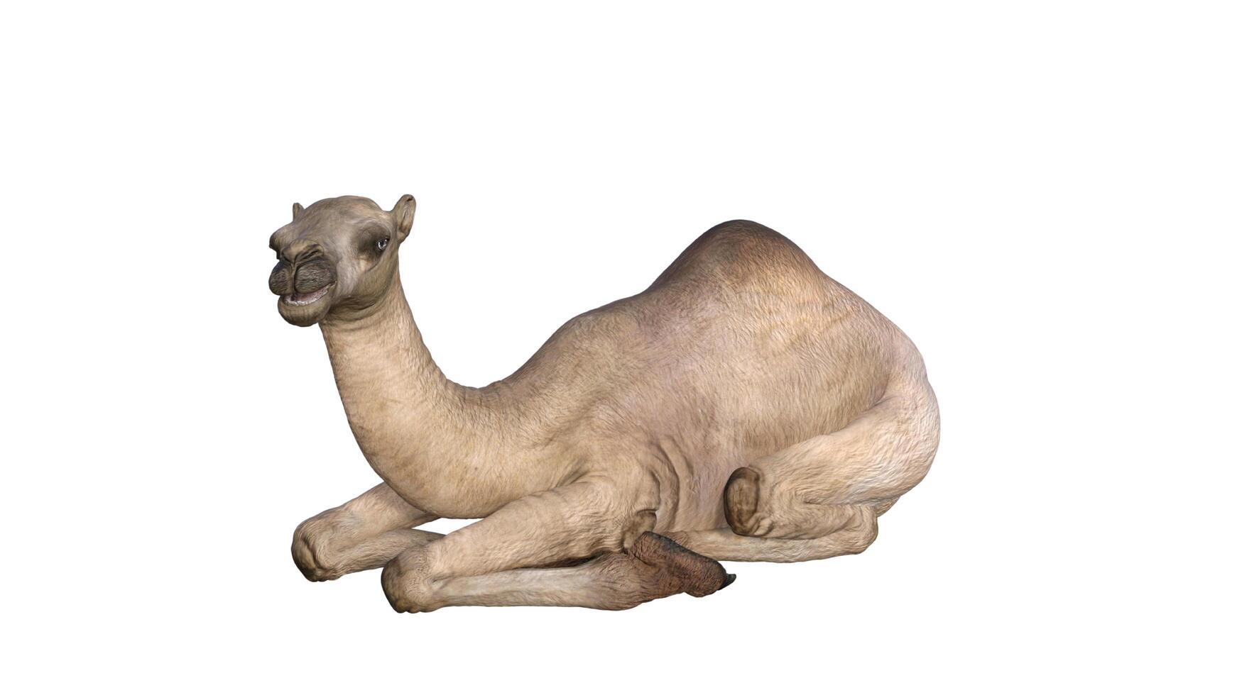Camel on a white background photo