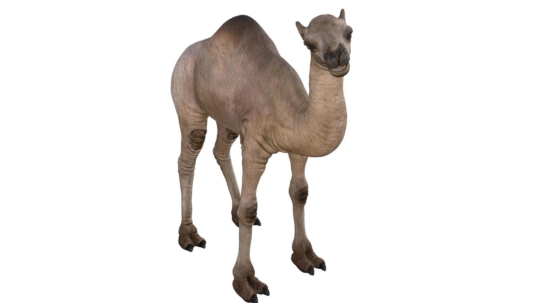 Camel on a white background photo