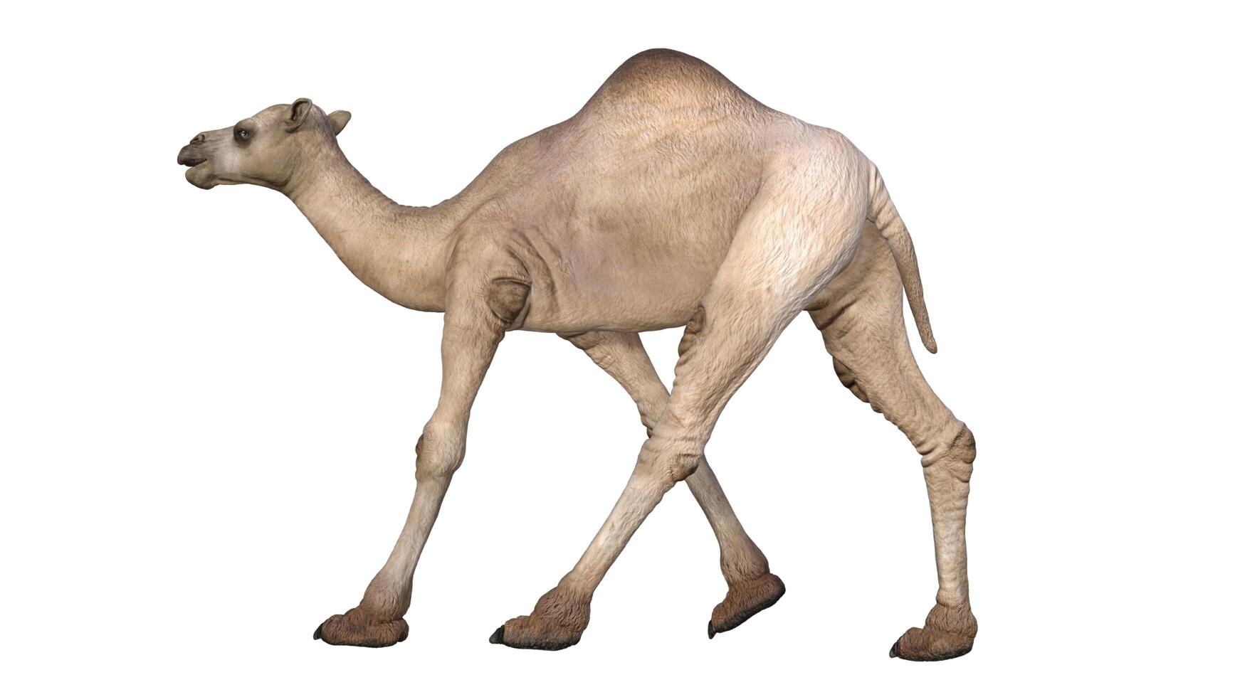 Camel on a white background photo