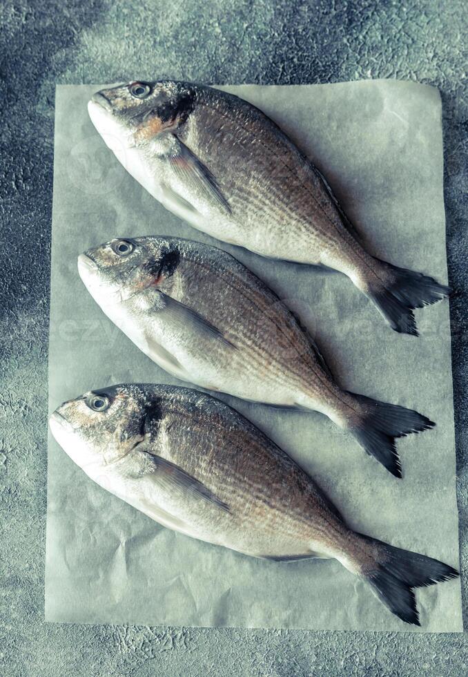 Sea bream dorada fish photo