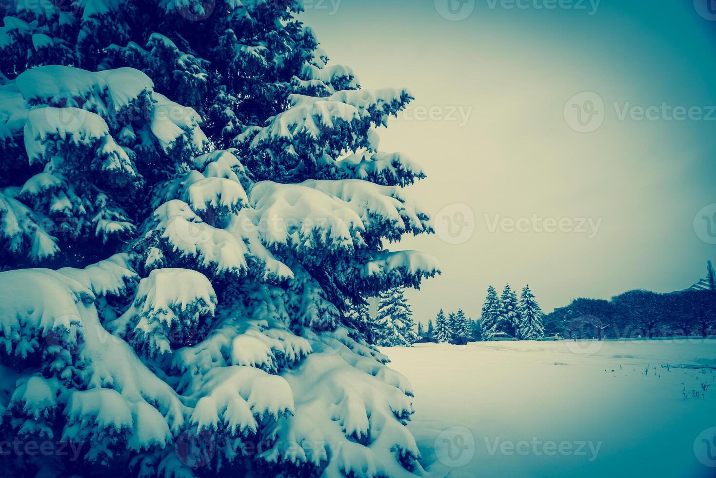 Frosted tree landscape photo