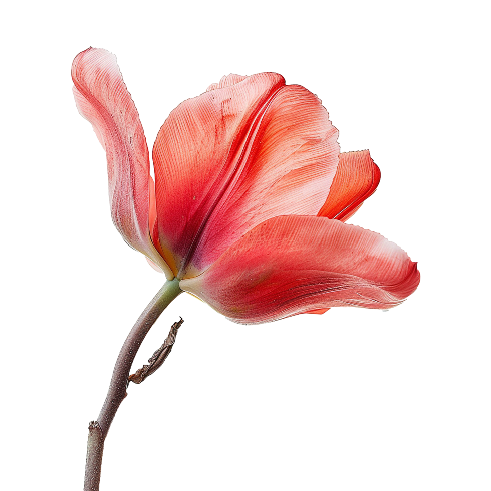 AI generated Tulip tree isolated on transparent background png
