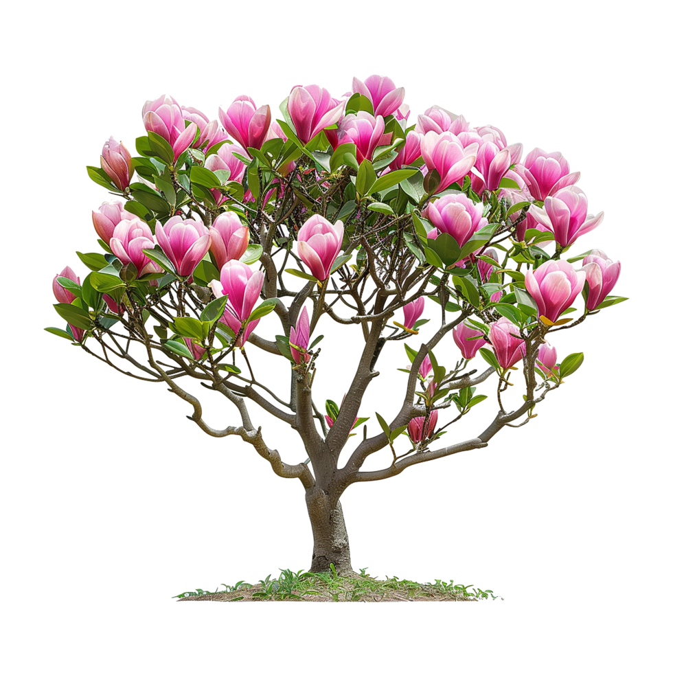 AI generated Tulip tree isolated on transparent background png