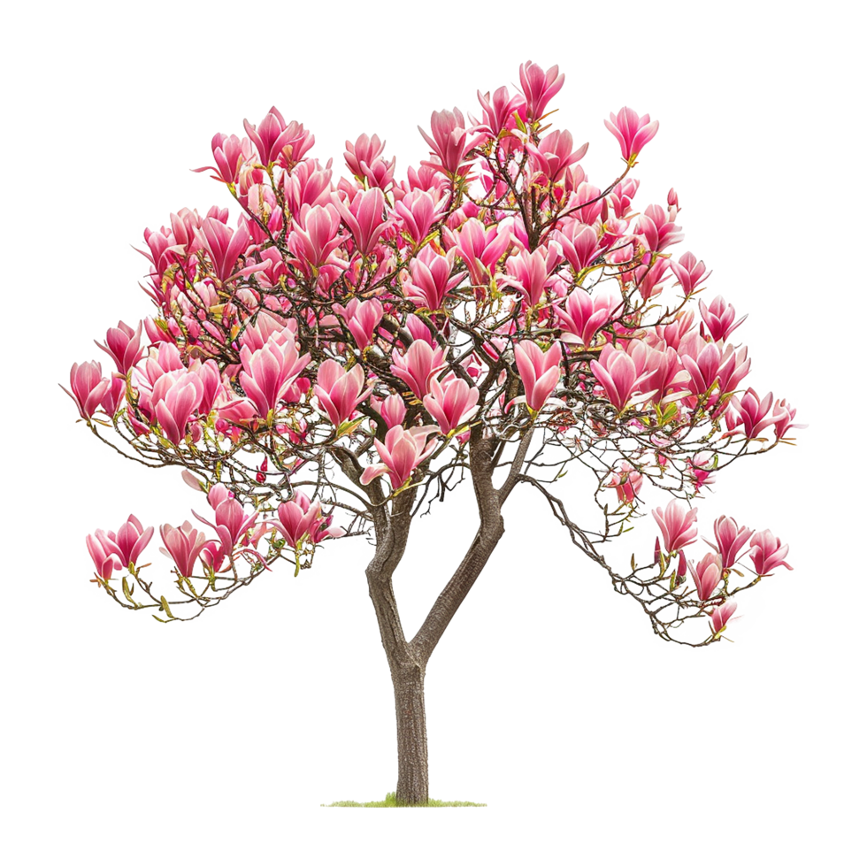 AI generated Tulip tree isolated on transparent background png