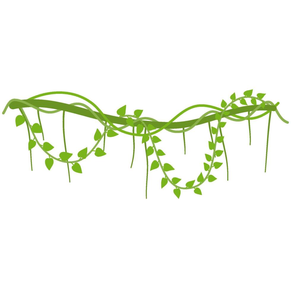 Lianas branch with vines vector