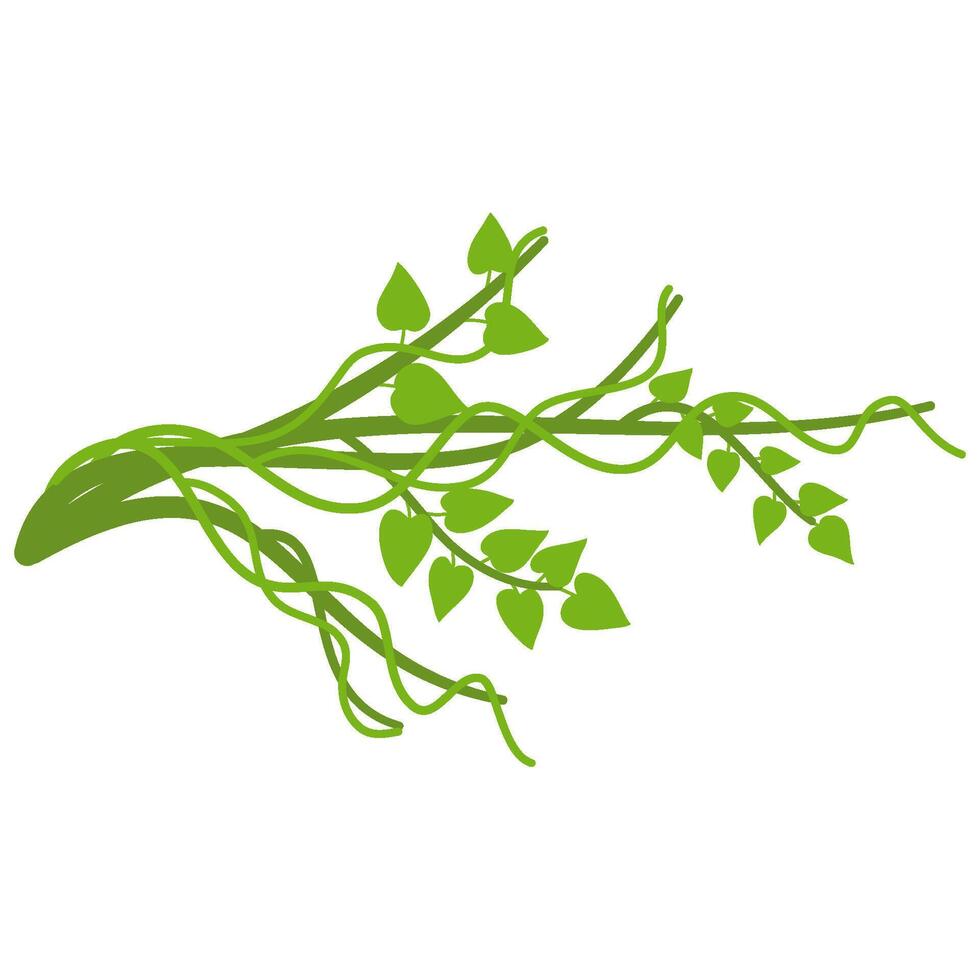 Lianas branch with vines vector