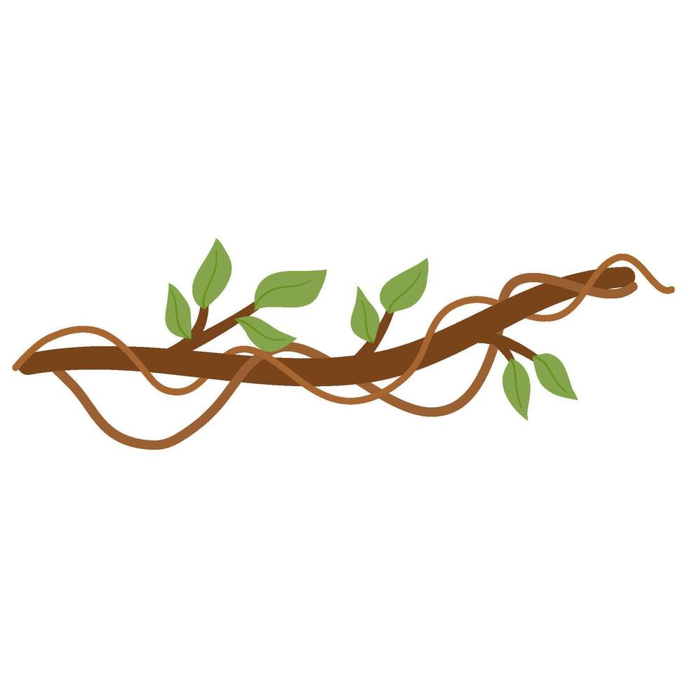 Lianas branch with vines vector