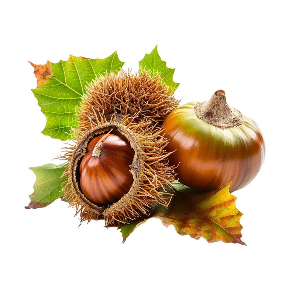 AI generated Chestnut fruit on transparent background png