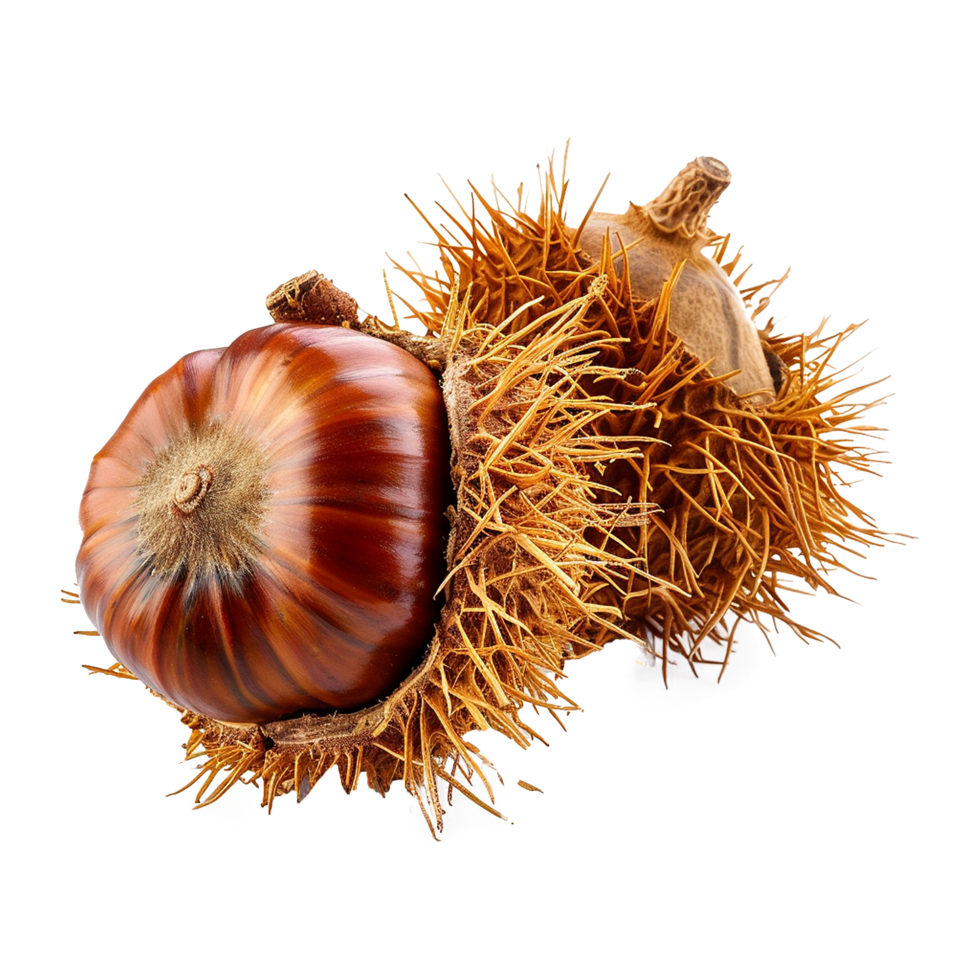 AI generated Chestnut fruit on transparent background png