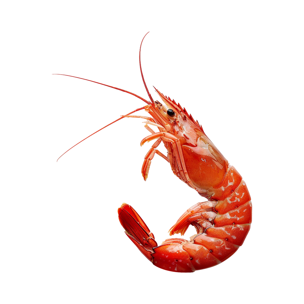 AI generated Red shrimp isolated on transparent background png