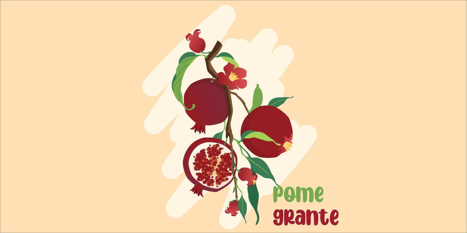 Vector illustration of pomegranate branch with fruits and flowers isolated on yellow. Design element for wedding, birthday, halal cosmetics. Can be used for posters, invitations, or scrapbooks