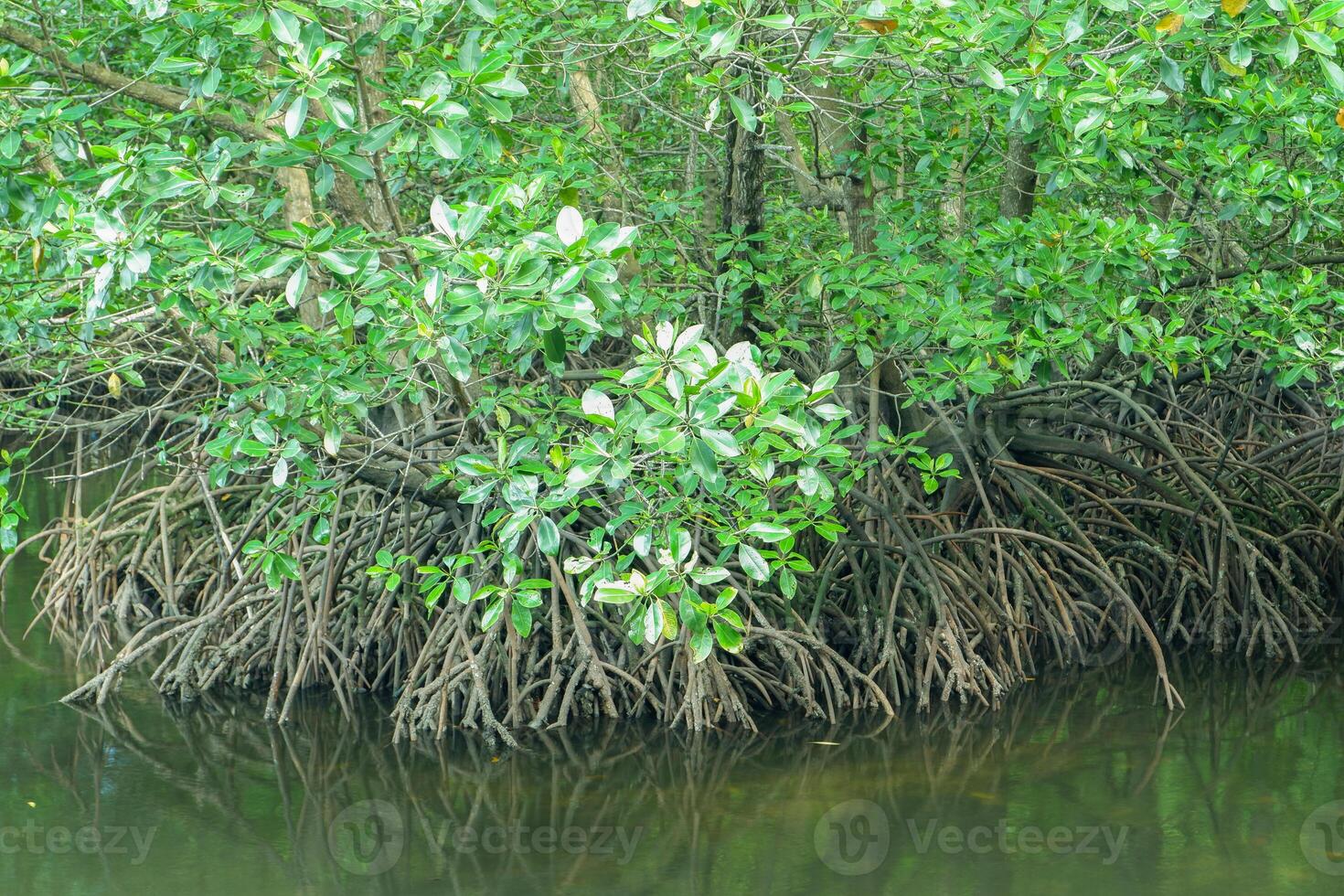 mangrove tree roots that grow above sea water. Mangroves function as plants that are able to withstand sea water currents that erode coastal land photo