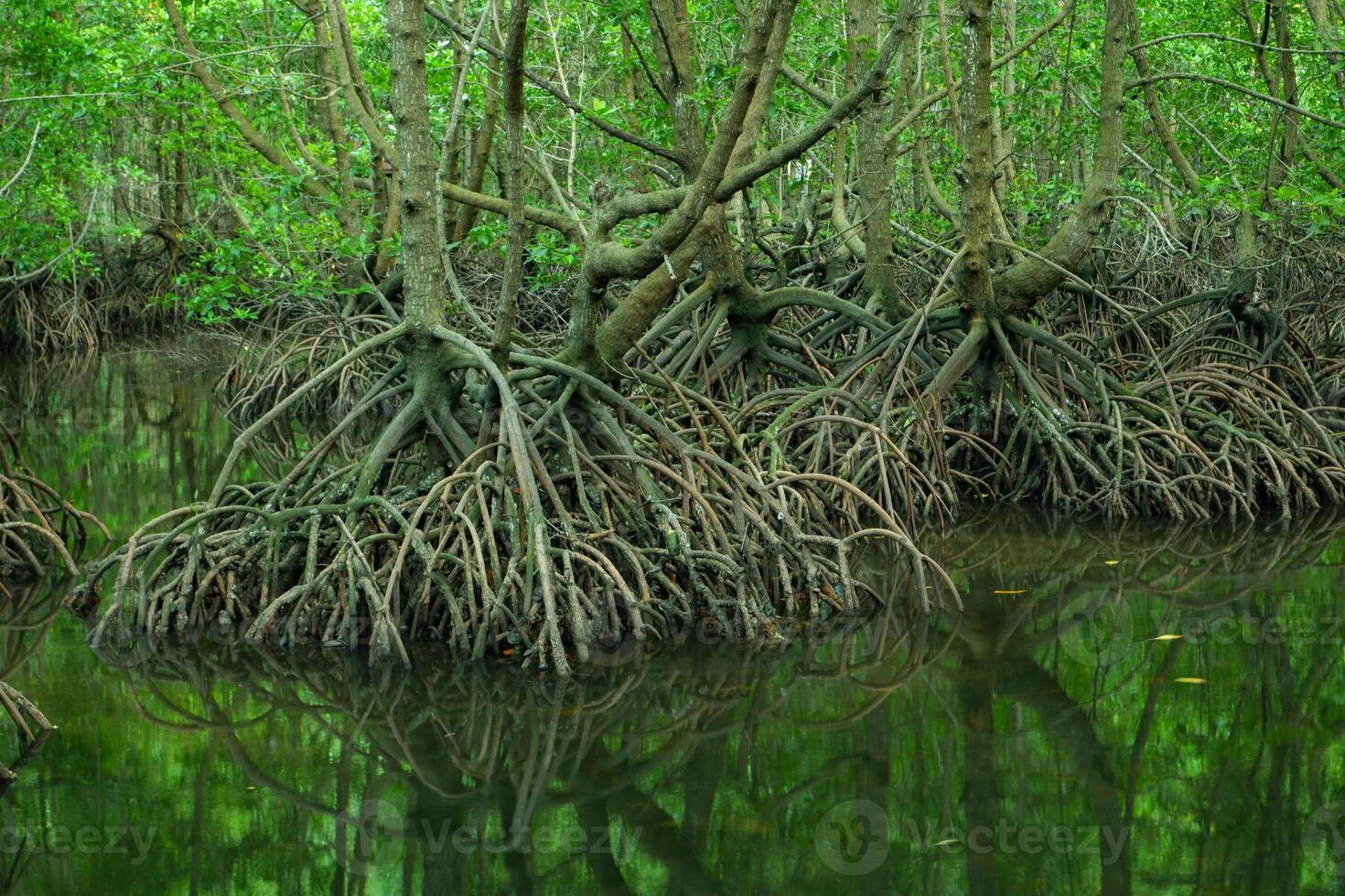 mangrove tree roots that grow above sea water. Mangroves function as plants that are able to withstand sea water currents that erode coastal land photo