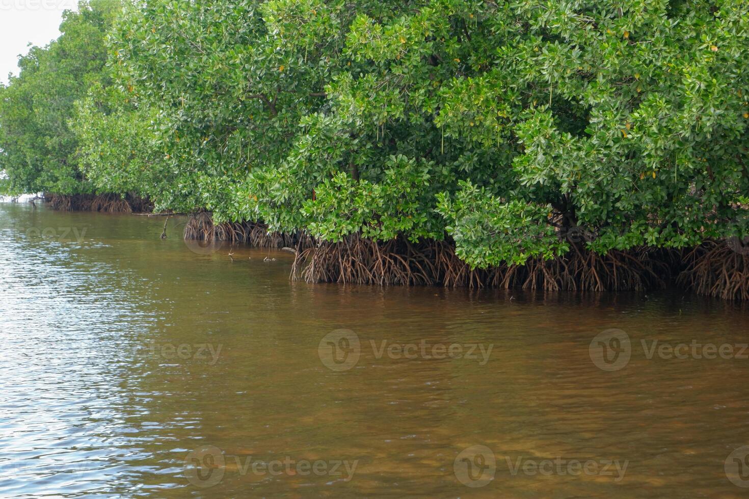 mangrove tree roots that grow above sea water. Mangroves function as plants that are able to withstand sea water currents that erode coastal land photo