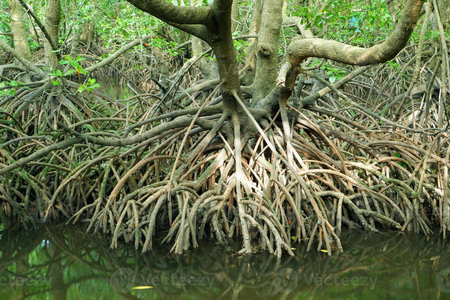 mangrove tree roots that grow above sea water. Mangroves function as plants that are able to withstand sea water currents that erode coastal land photo