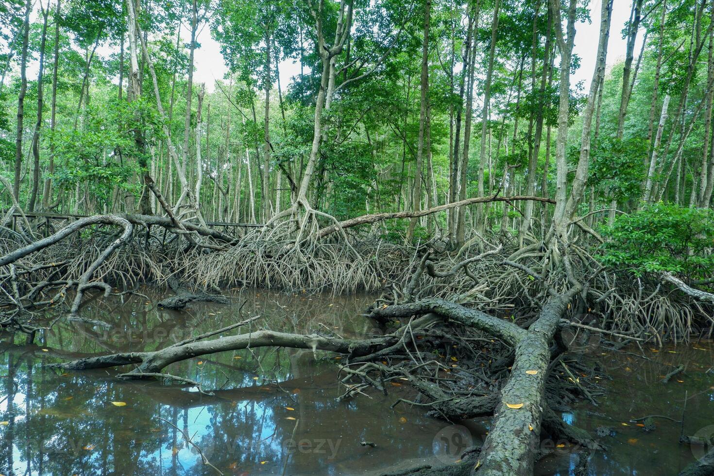 mangrove tree roots that grow above sea water. Mangroves function as plants that are able to withstand sea water currents that erode coastal land photo