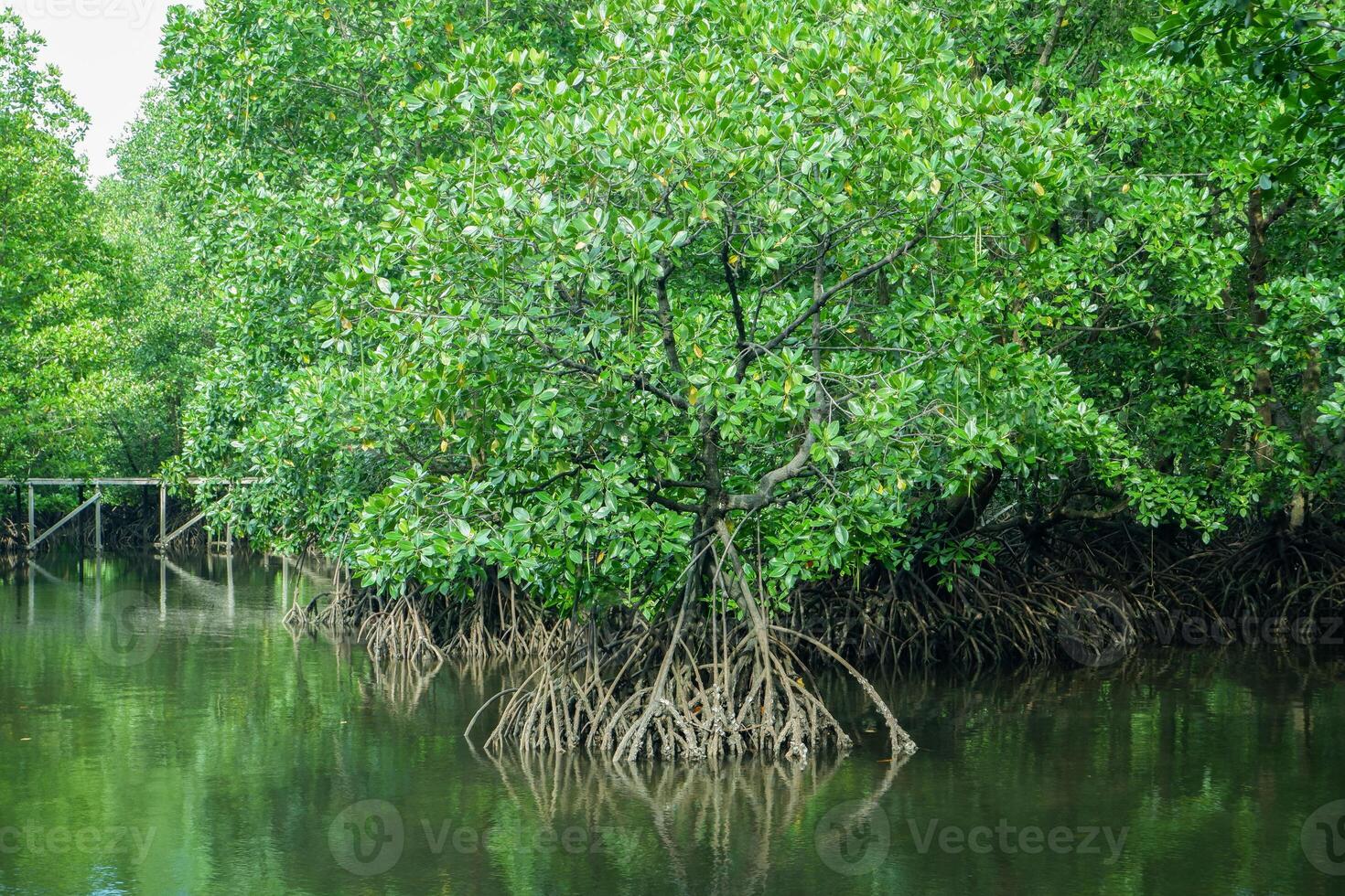 mangle árbol raíces ese crecer encima mar agua. manglares función como plantas ese son poder a resistir a mar agua corrientes ese erosionar costero tierra foto