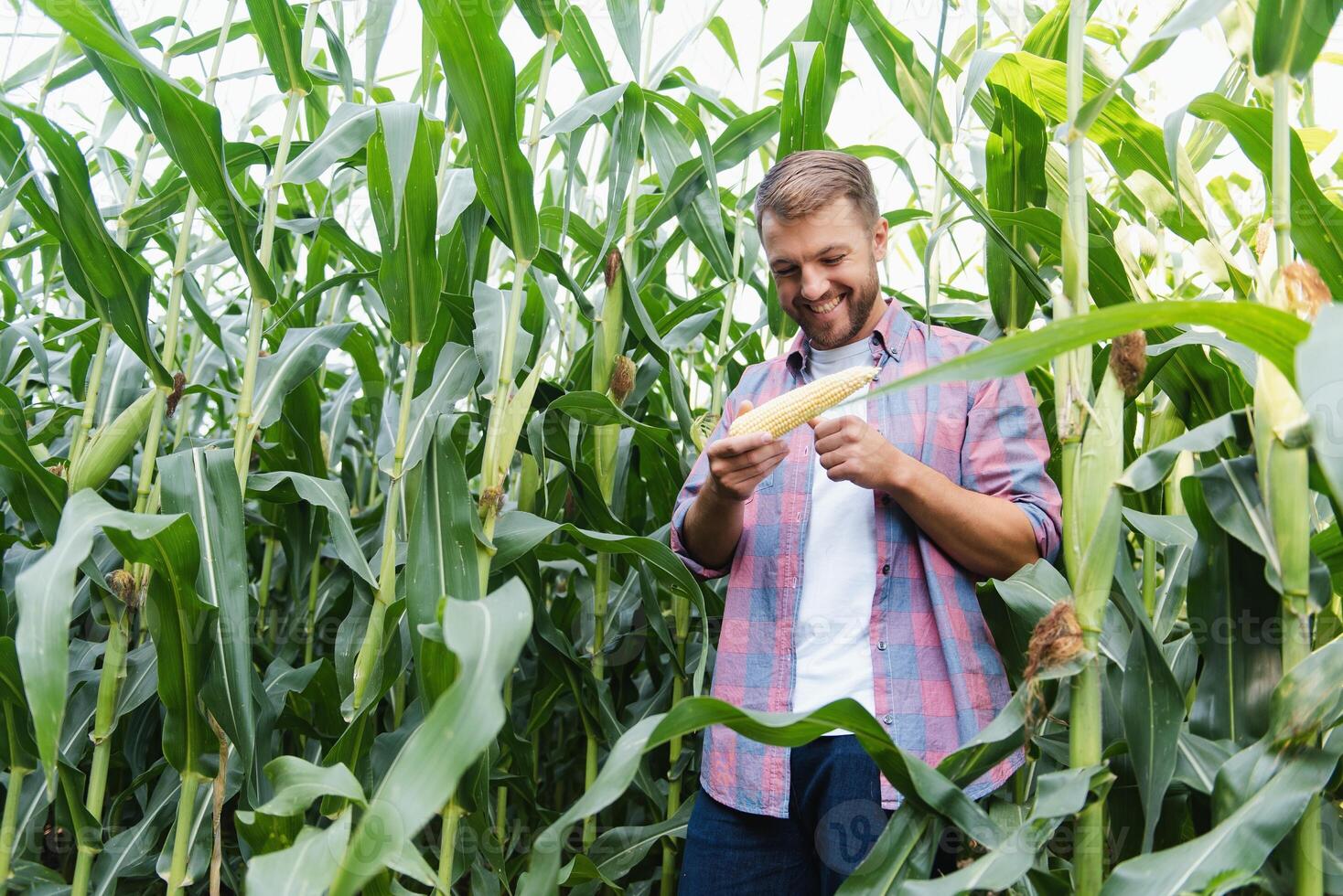 Agronomist holds tablet touch pad computer in the corn field and examining crops before harvesting. Agribusiness concept. Brazilian farm. photo