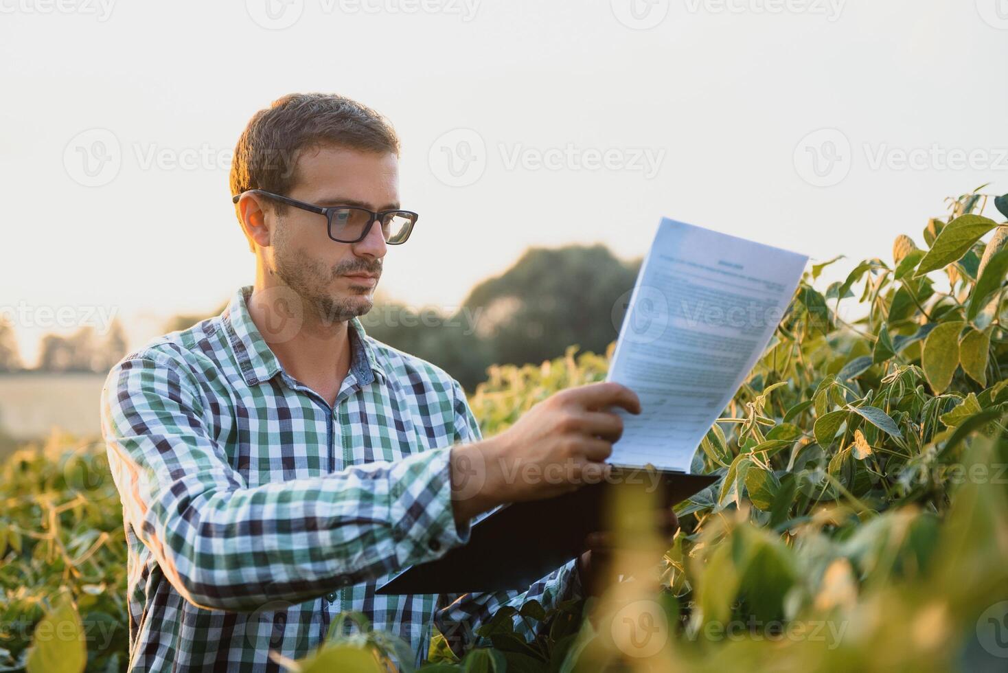 A farmer inspects a green soybean field. The concept of the harvest photo