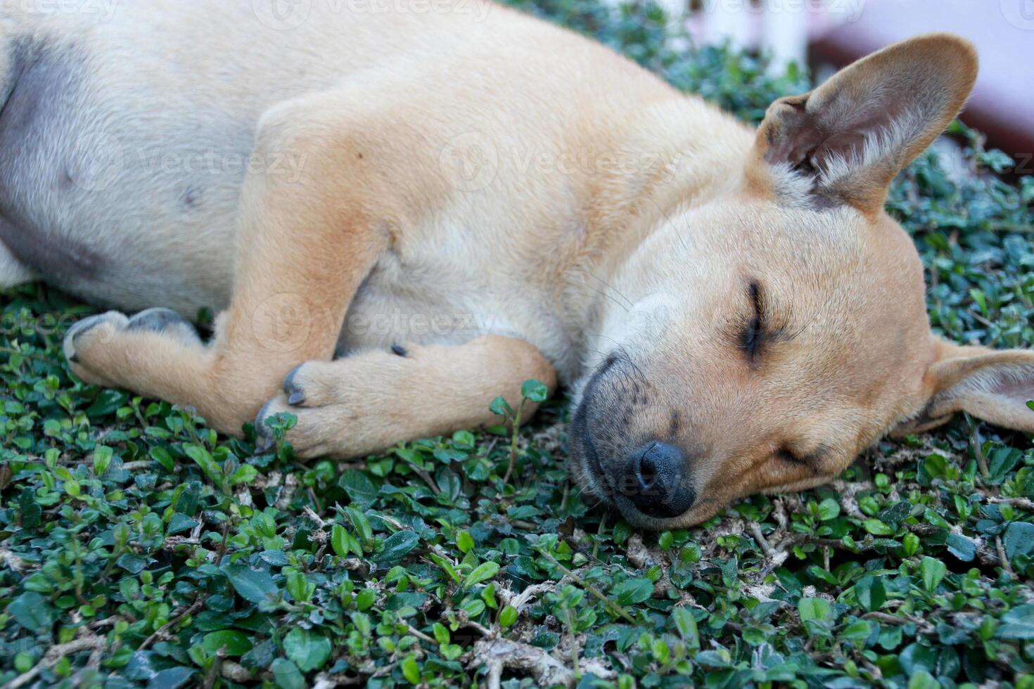 sleeping brown cute puppy baby dog on the grass floor photo