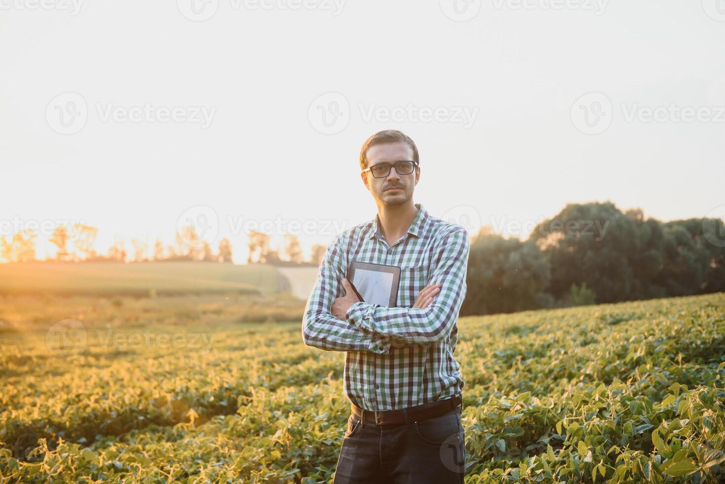 Farmer in soybean fields. Growth, outdoor. photo