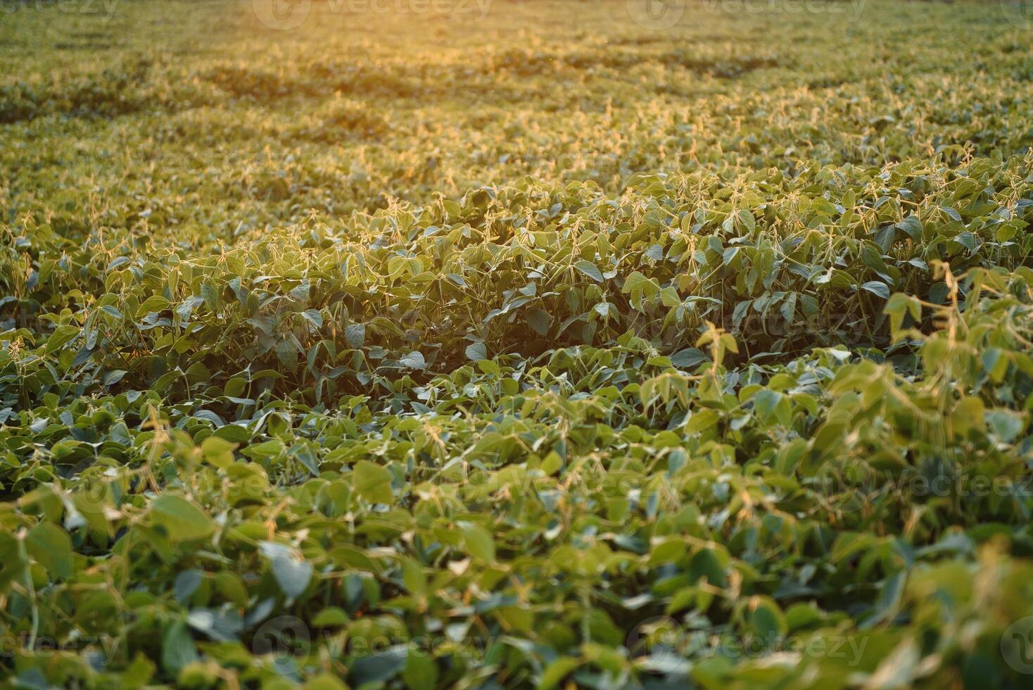 Soy field and soy plants in early morning light. Soy agriculture photo