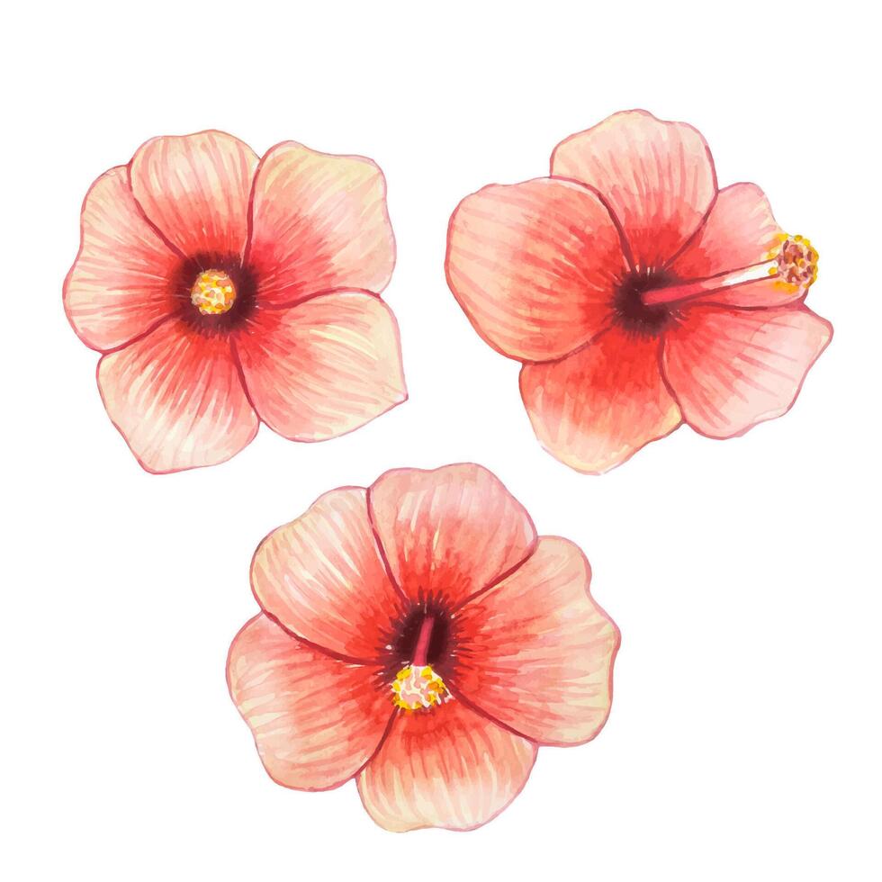 Hand drawn hibiscus buds,watercolor illustration vector