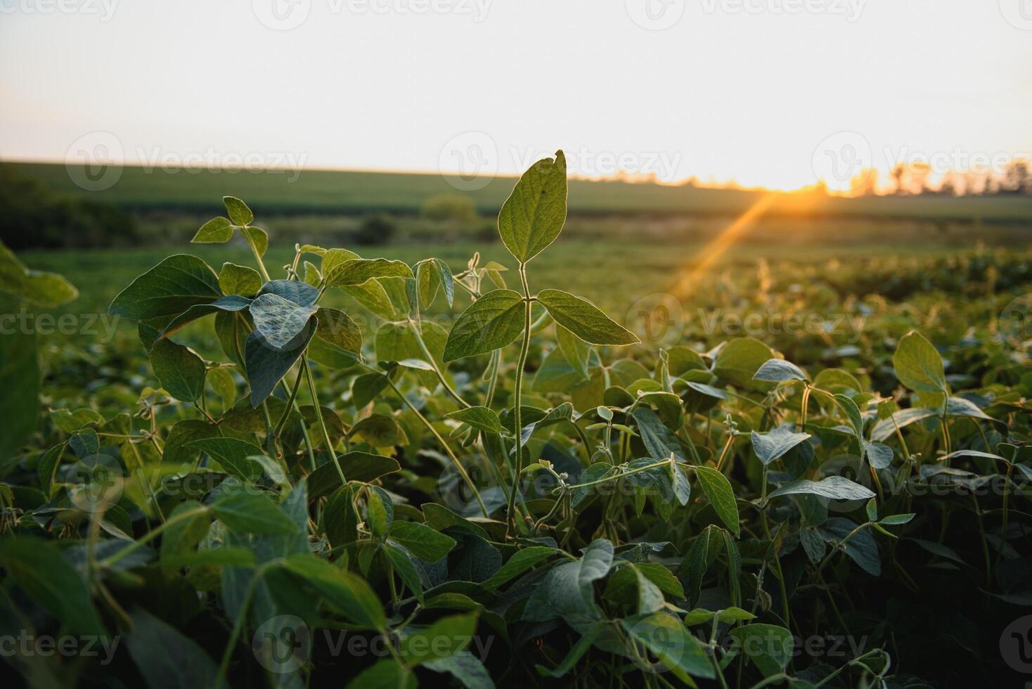 Open soybean field at sunset.Soybean field . photo