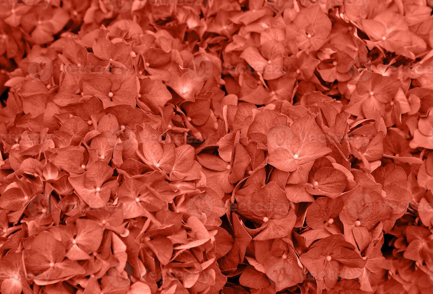 Beautiful blooming coral, orange hydrangea. Close-up of coral, orange flowers. photo