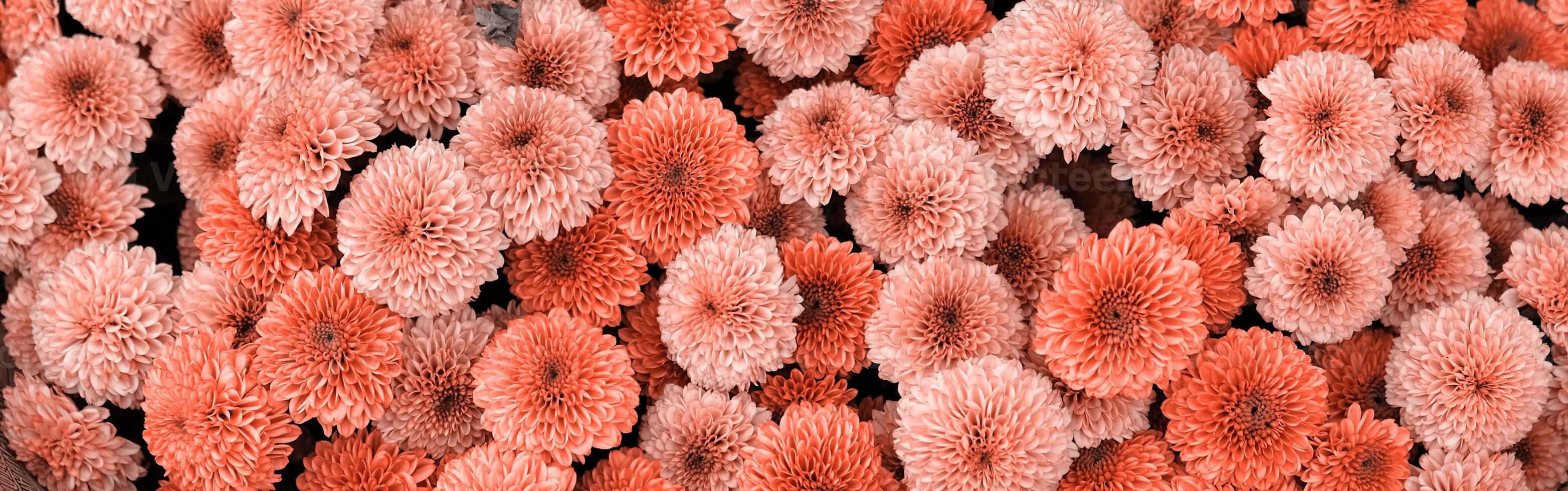 Beautiful banner blooming pink and coral chrysanthemums. Close-up of coral flowers, abstract soft floral background. Color Of The Year 2024 - Peach Fuzz. photo