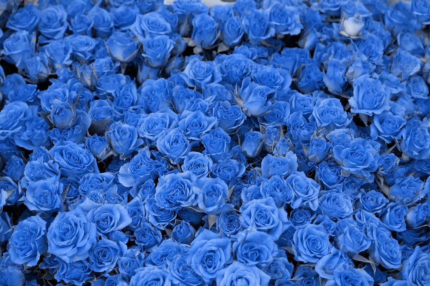 Background of beautiful blooming blue roses. Close-up of blue flowers, abstract soft floral background, top view. photo