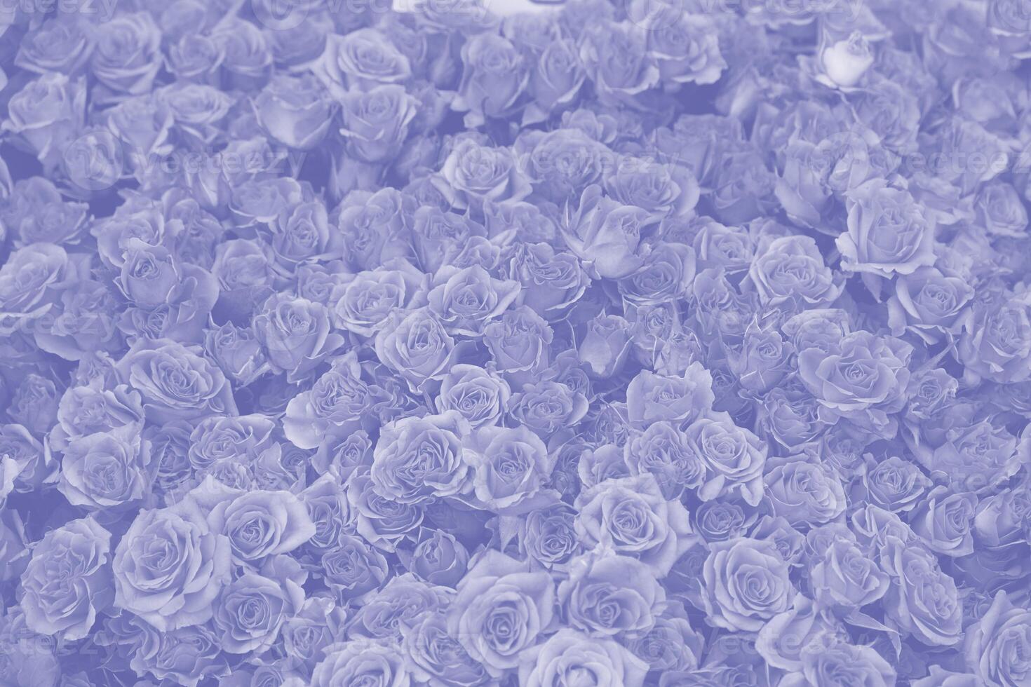 Background of beautiful blooming blue roses. Close-up of blue flowers, abstract soft floral background, top view. photo