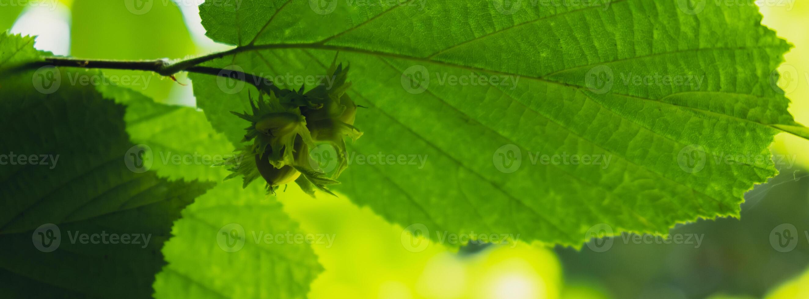 Large hazelnuts grow in the forest on green bush. Nuts Food for brain, healthy natural organic wild grown wild harvested. Seasonal sustainable countryside harvest farm cobnuts with leaves in garden. Background of growing nuts photo