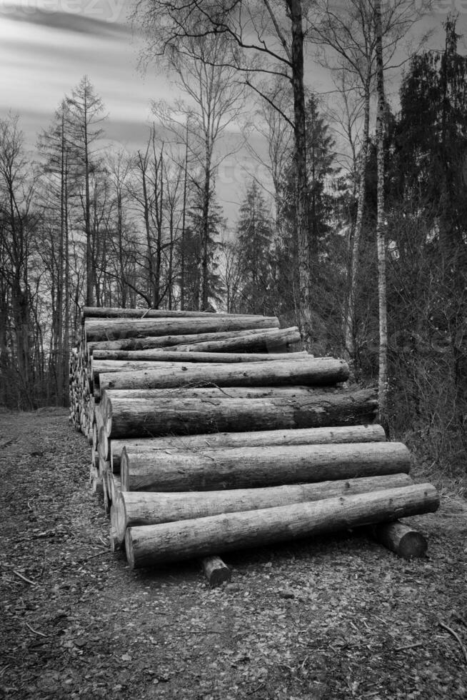 Stacked tree trunks by the wayside in the forest in black and white. Tree material photo