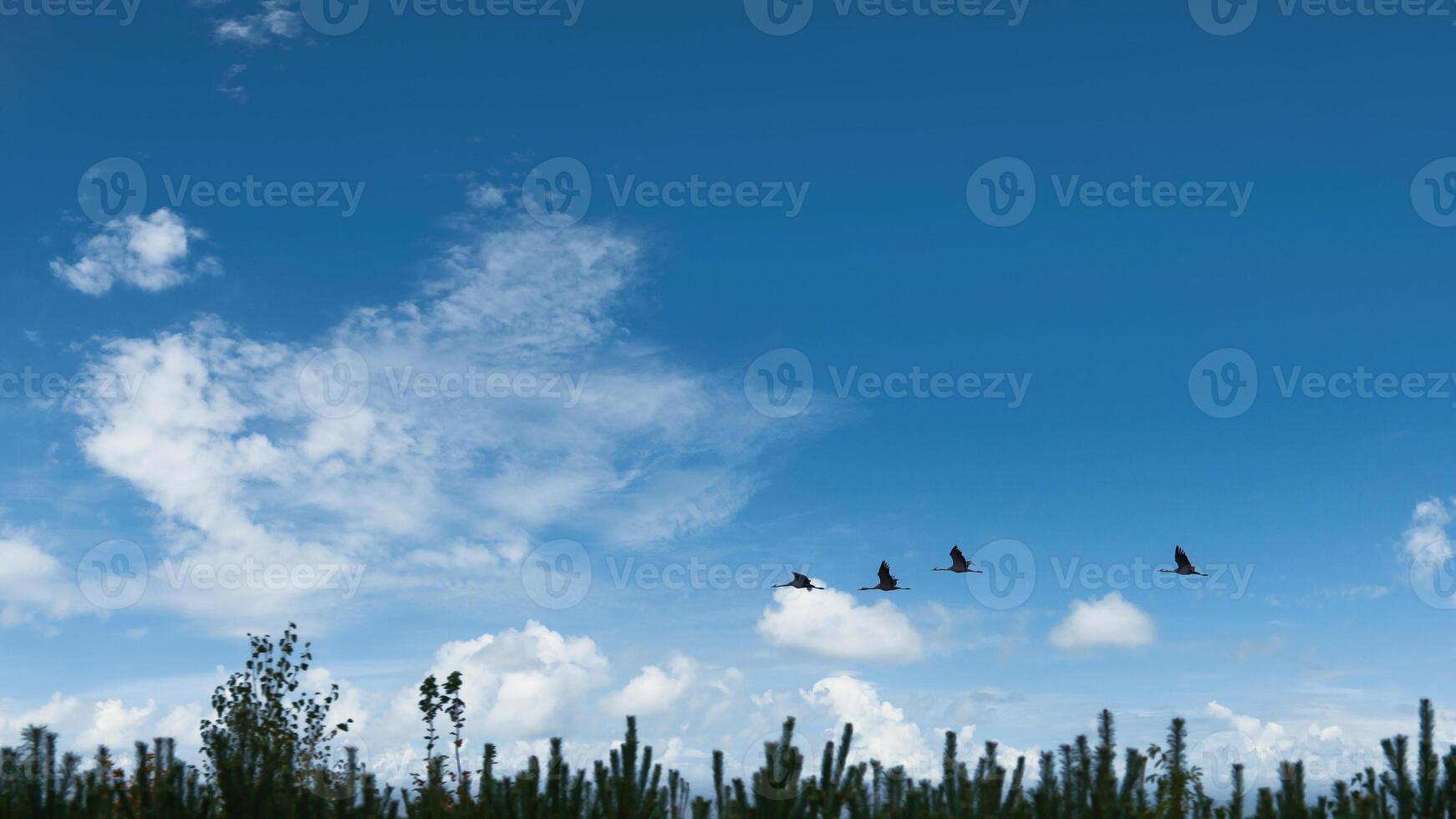 Cranes fly over trees in a forest. Migratory birds on the Darss. Wildlife of birds photo