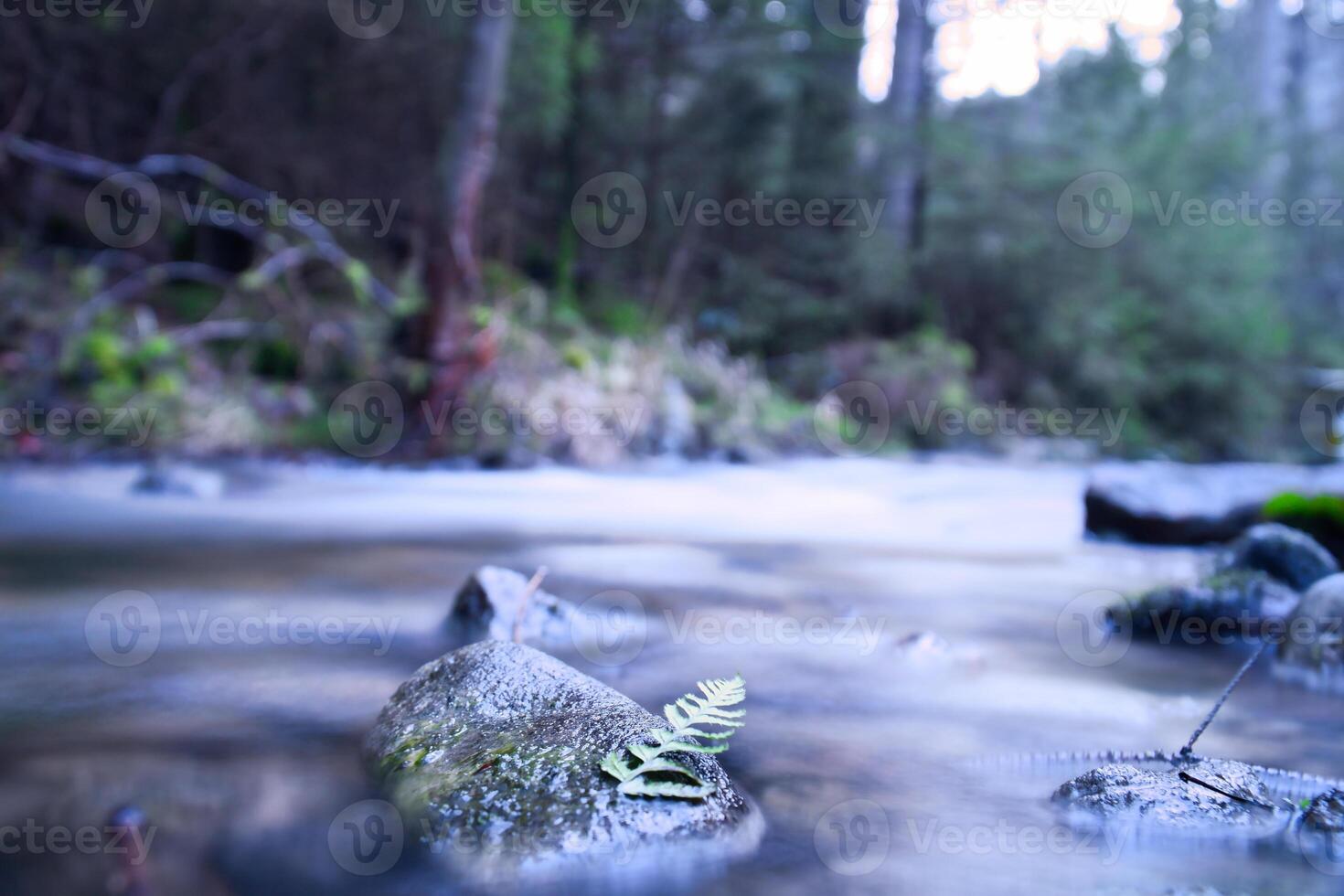 Long exposure shot of a river, stone in the foreground, with a fern leaf. Forest photo