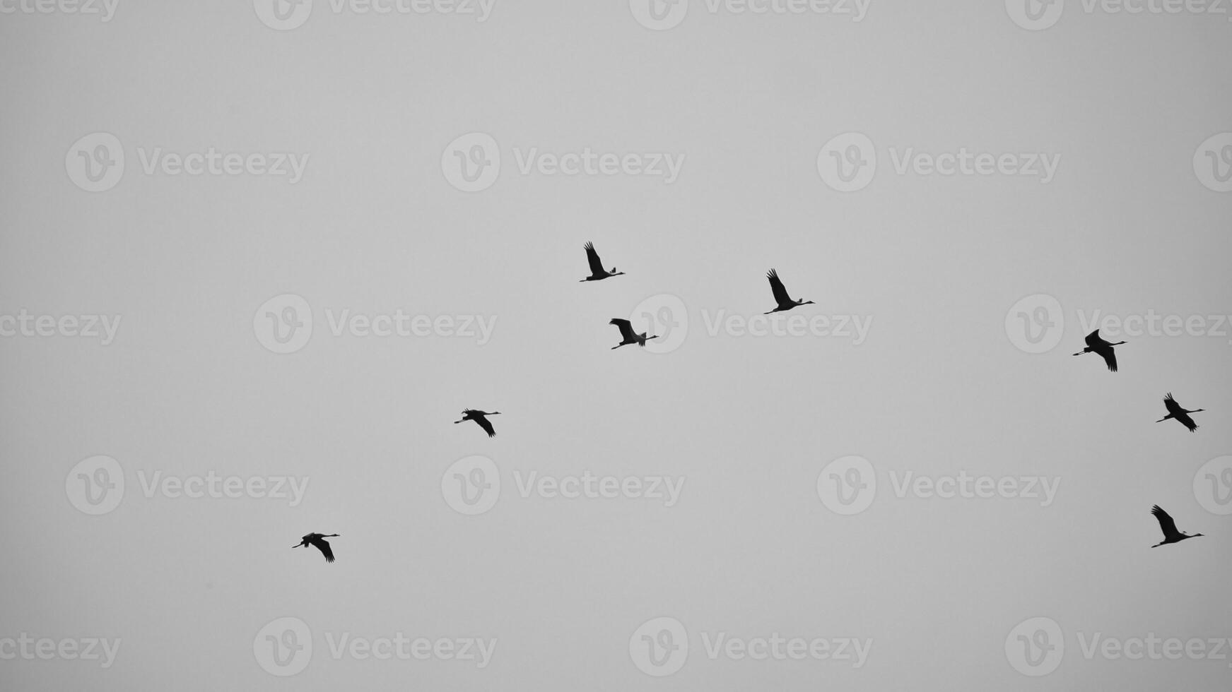 Cranes fly in V formation in the sky. Migratory birds on the Darss. black white photo