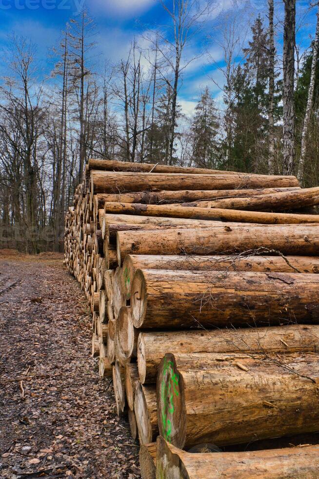 Stacked tree trunks by the side of the road in the forest. Tree material photo