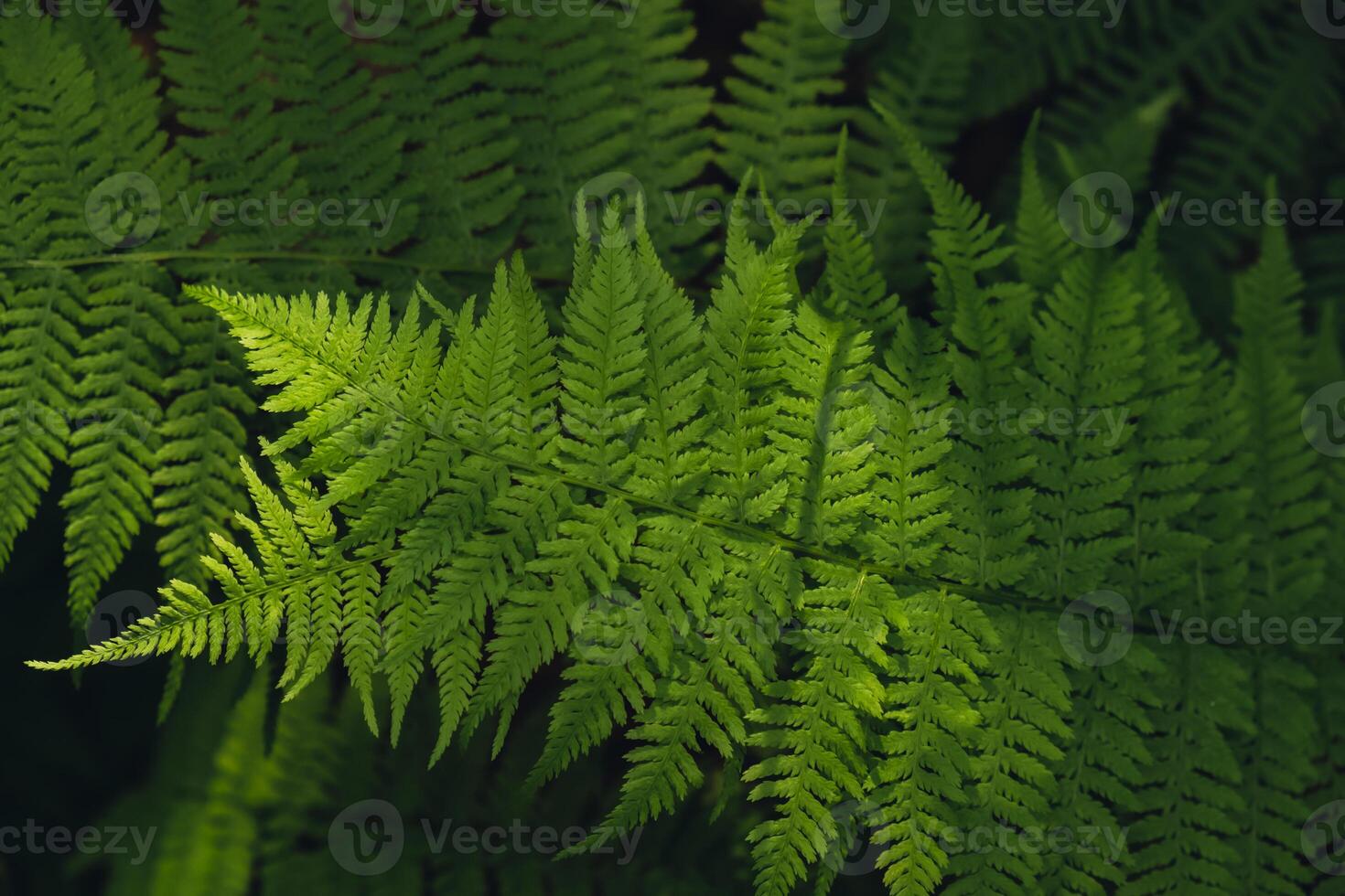 Beautiful fern leaves green foliage natural floral pattern fern background. Wallpaper of forest trees greenery copy space. Sunlight photo