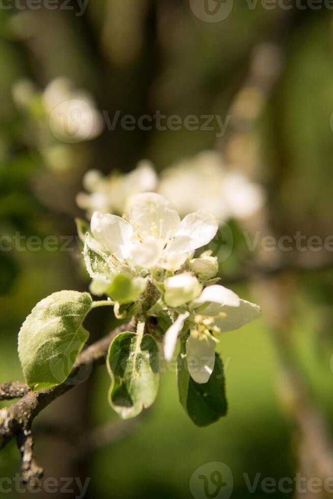 Blooming Apple tree branches with white flowers close-up. photo