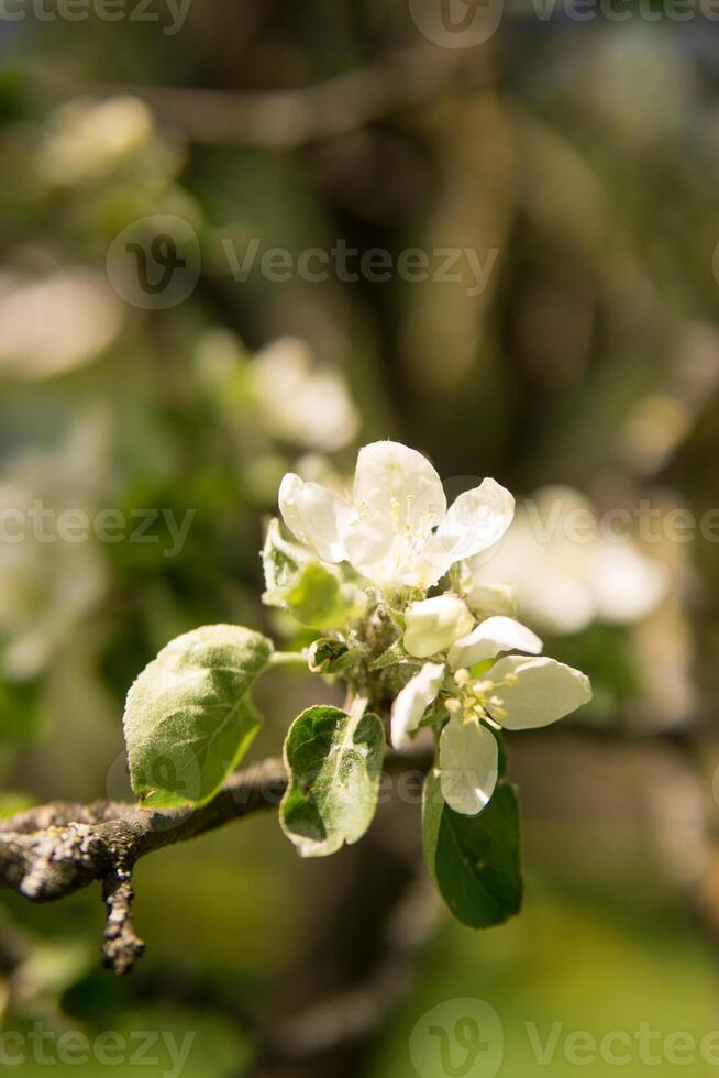 Blooming Apple tree branches with white flowers close-up. photo