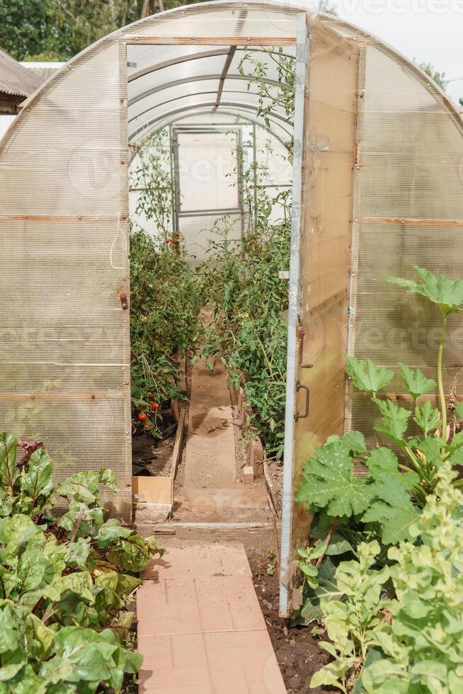 Large greenhouses for growing homemade vegetables. The concept of gardening and life in the country. photo