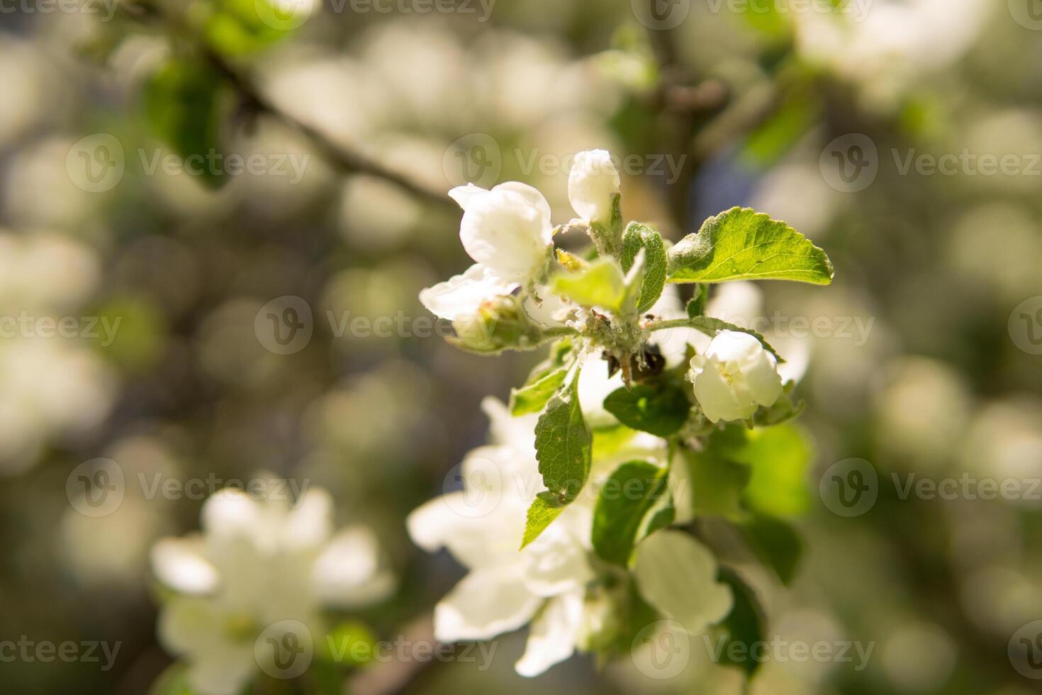 Blooming Apple tree branches with white flowers close-up. photo