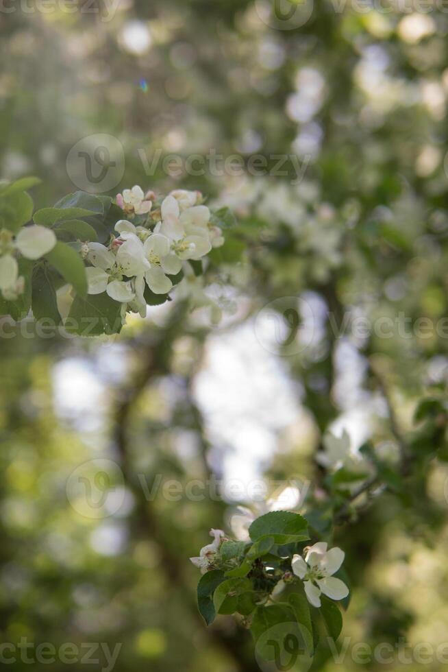 floreciente manzana árbol ramas con blanco flores de cerca. foto